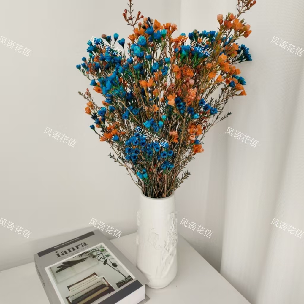 【（橙色+蓝色）-澳洲腊梅】鲜切花澳洲腊梅花卉年宵花室内摆放云南发