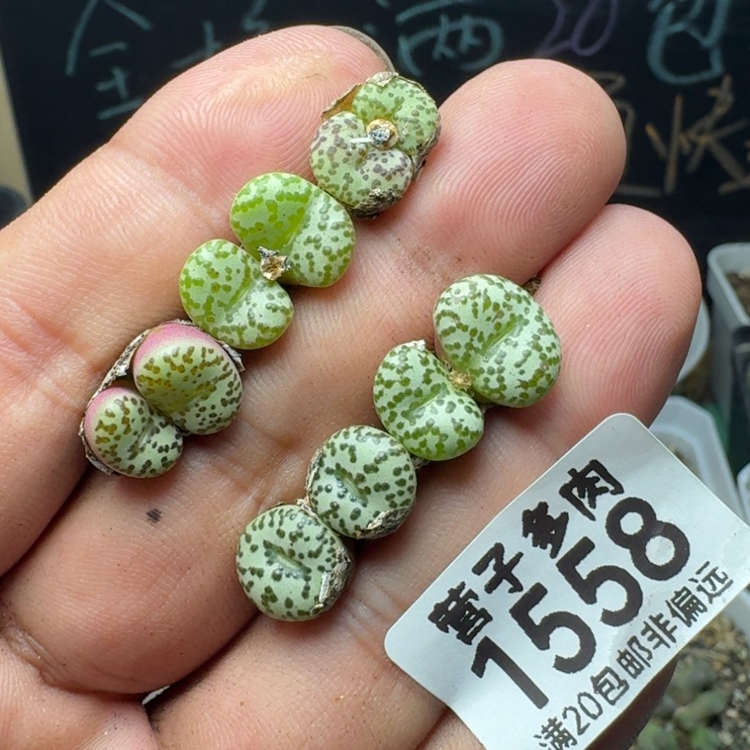 安贞5颗            