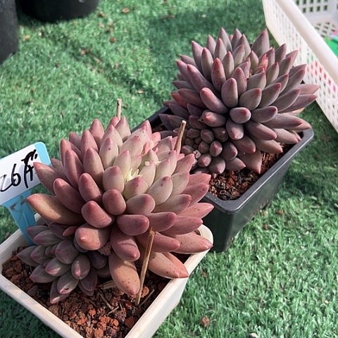 诺***26车里带盆2个多肉植物