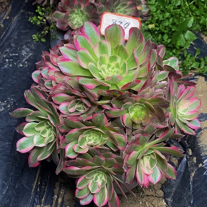 孔雀翎老桩捧花839号