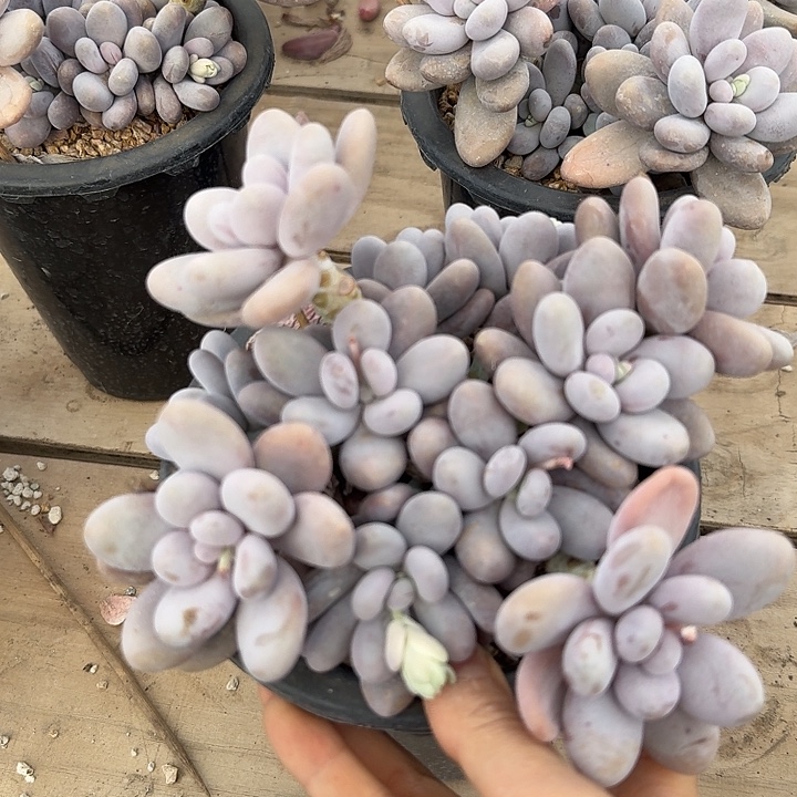 原始奶酪多肉植物的