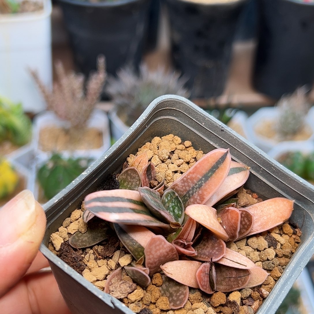 稀有子宝锦群一颗一颗