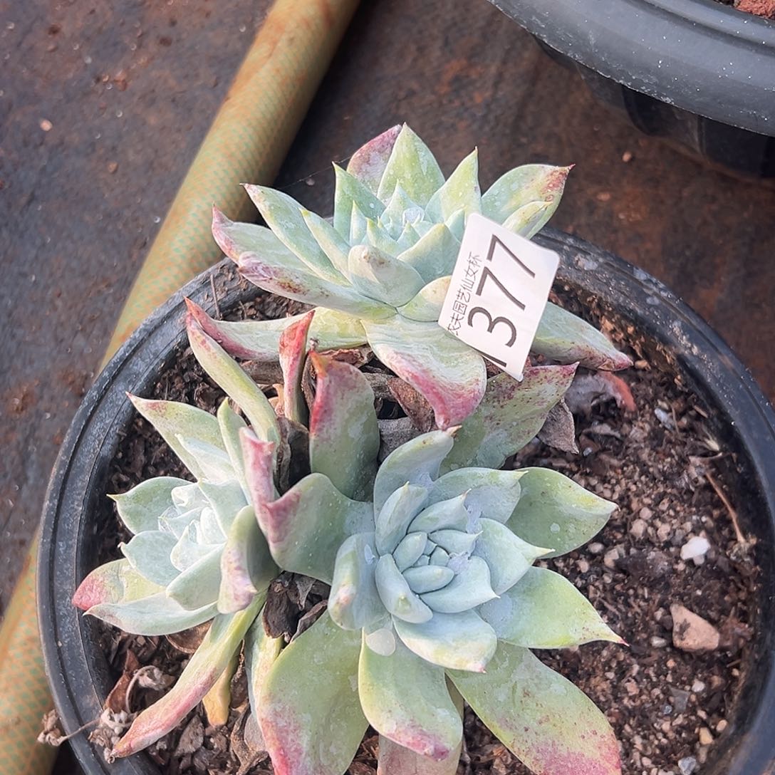 赛琳娜仙女杯多肉。