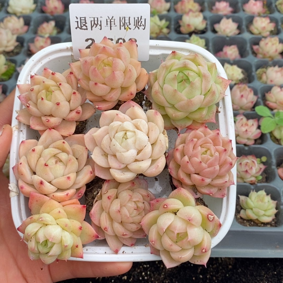 2-603 新疆西藏内蒙不发其他12.8包邮两到三公分多肉