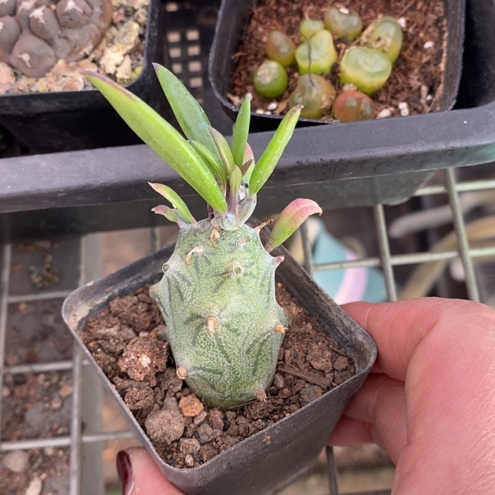 伯克利和格蕾纳等著名音乐