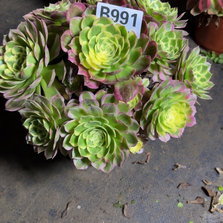 瑞妈，，。。。。991海王。