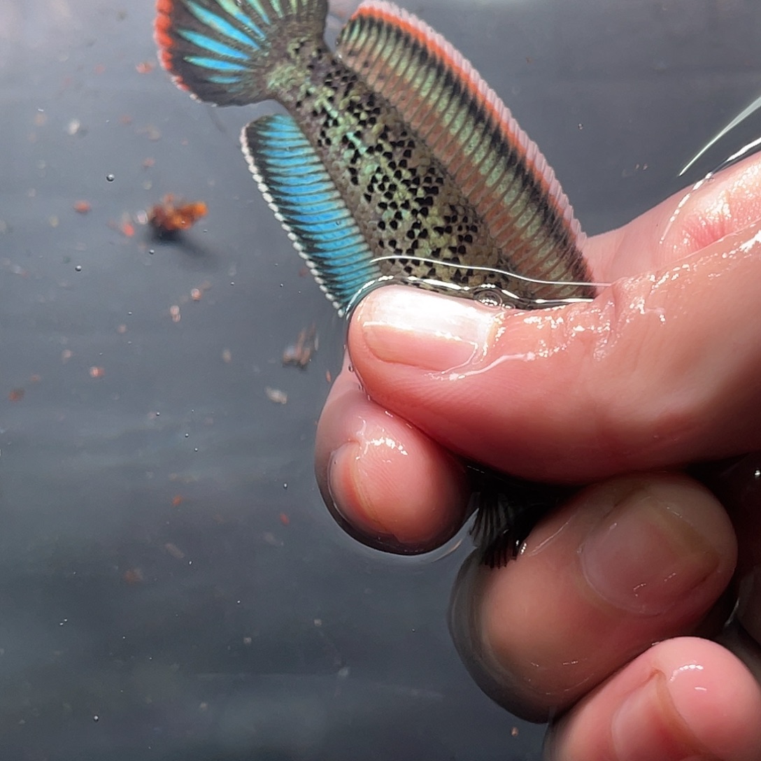 雷龙鱼75号11111111111