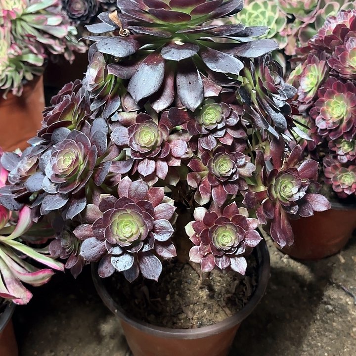 多肉植物赤焰莲44