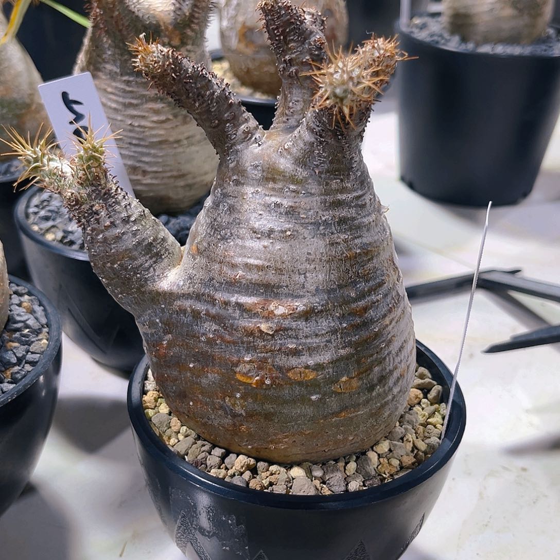 王*以潮流植物补差价