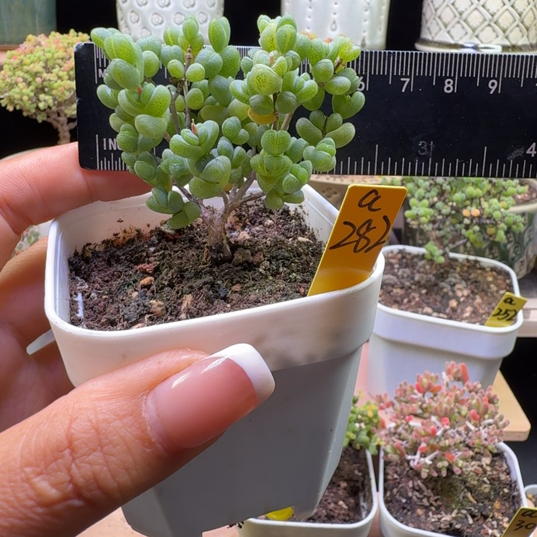 a282号元宝冠服6厘米左右