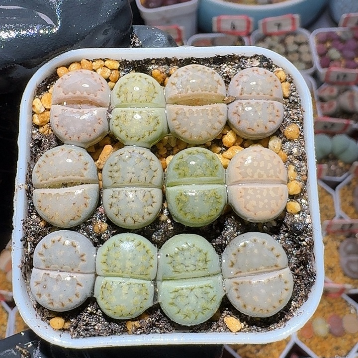 饼干在。 22//。  391号