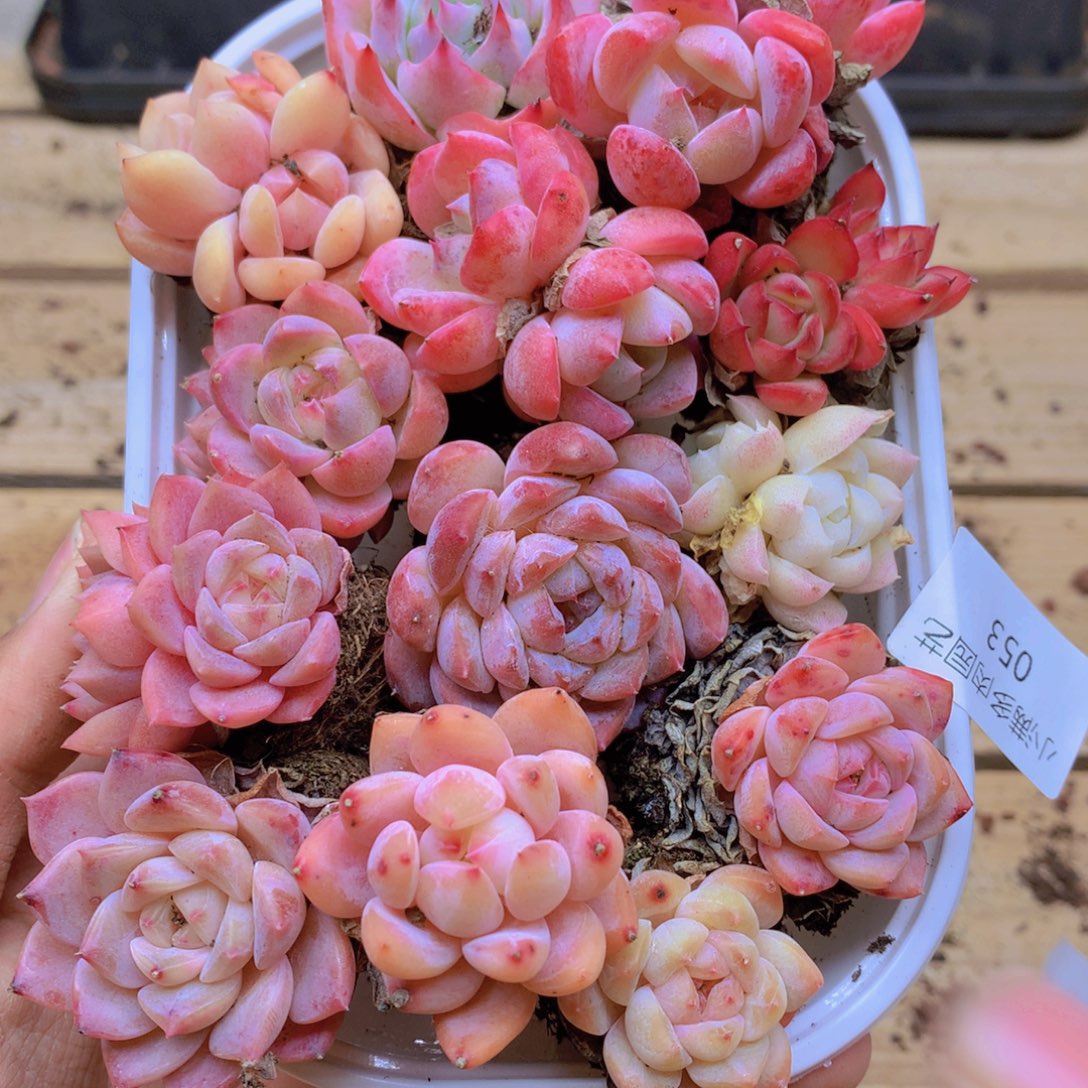 我也想你了啊亲爱053