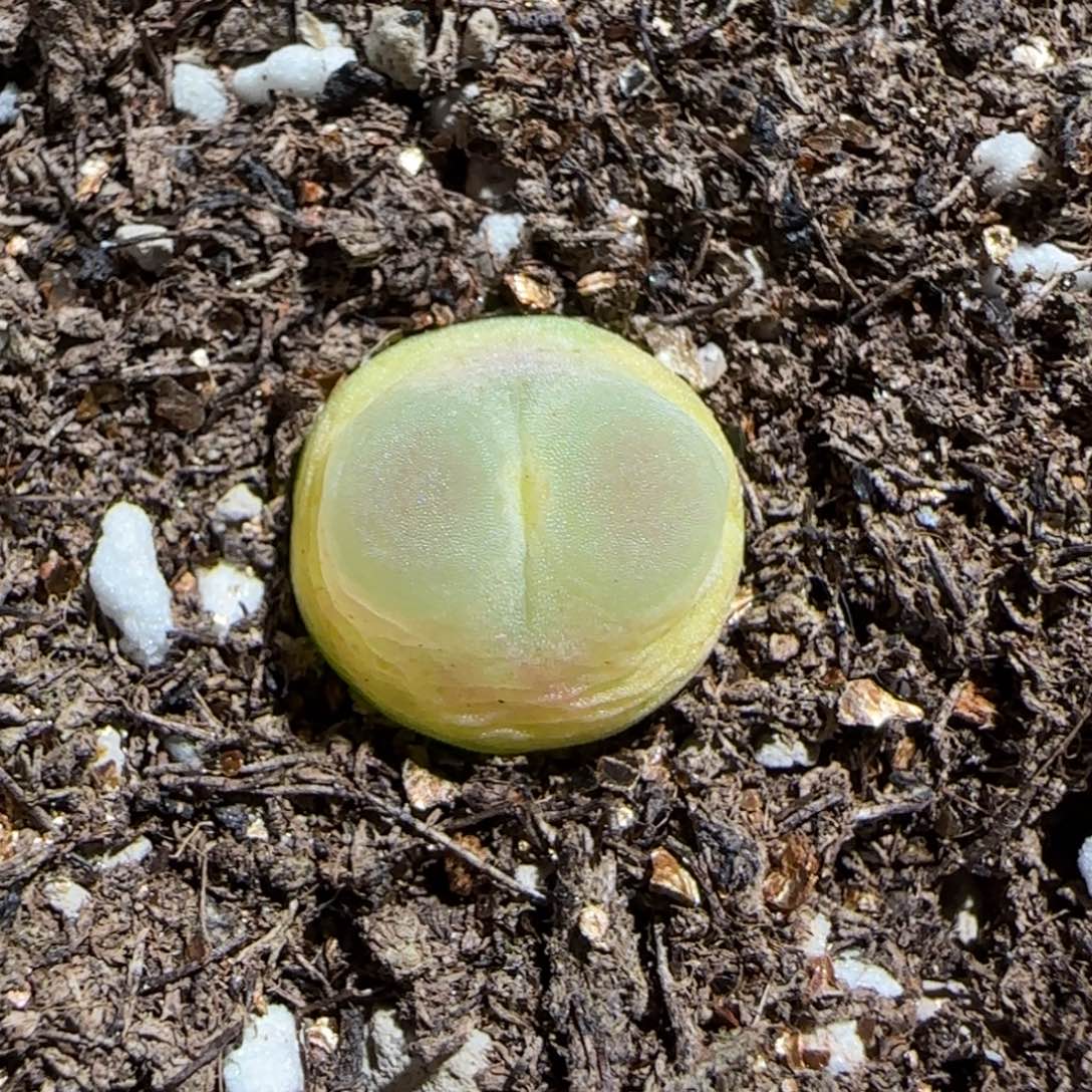 肉锥多肉植物组合-sh1200拉登1136