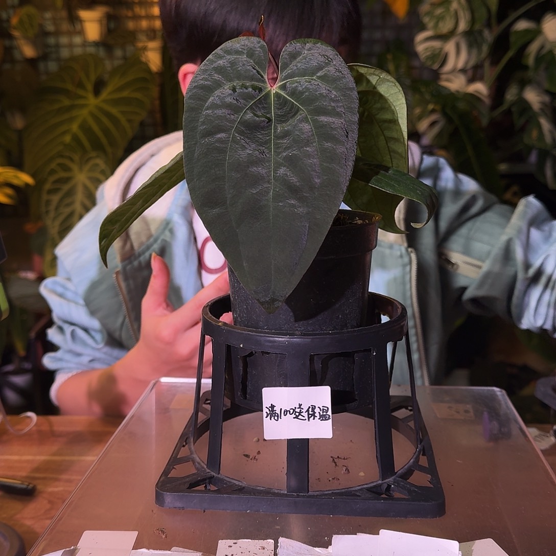 不开花植物H205黑桃杂黑凤凰