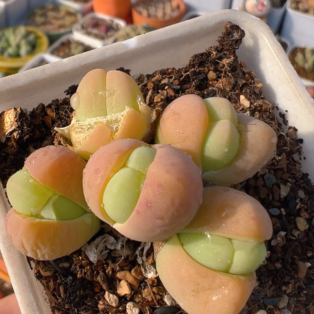 1801多肉植物百科银光玉