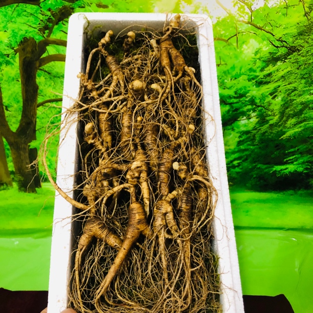 长白山新鲜林下参200克26支微残参