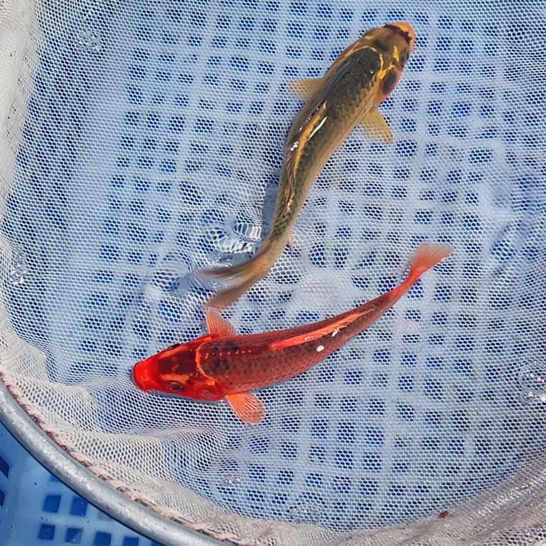 锦鲤锦鲤观赏鱼1111