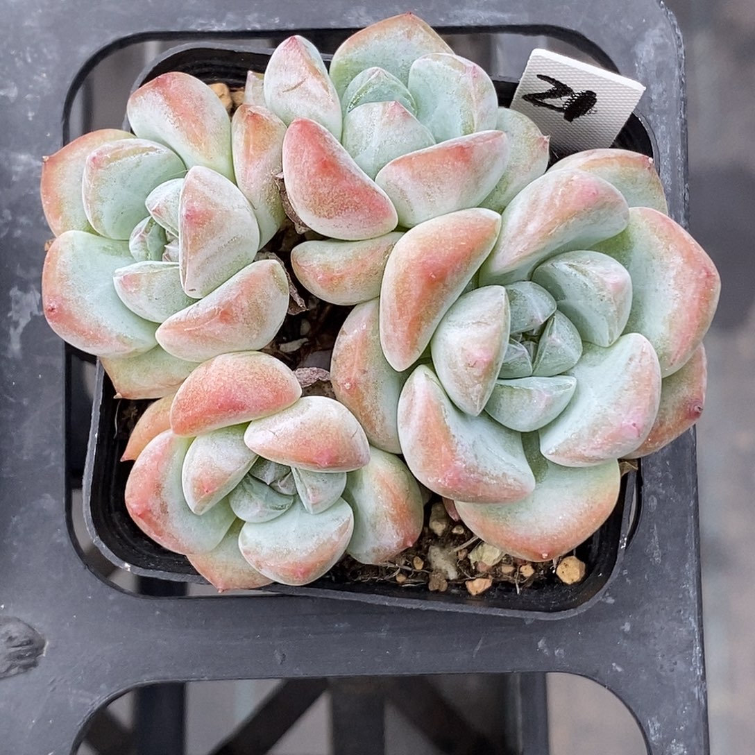 厚梦30包邮非偏远