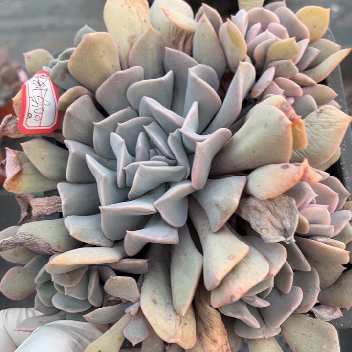 品***阁天鹅湖一颗140盆小群