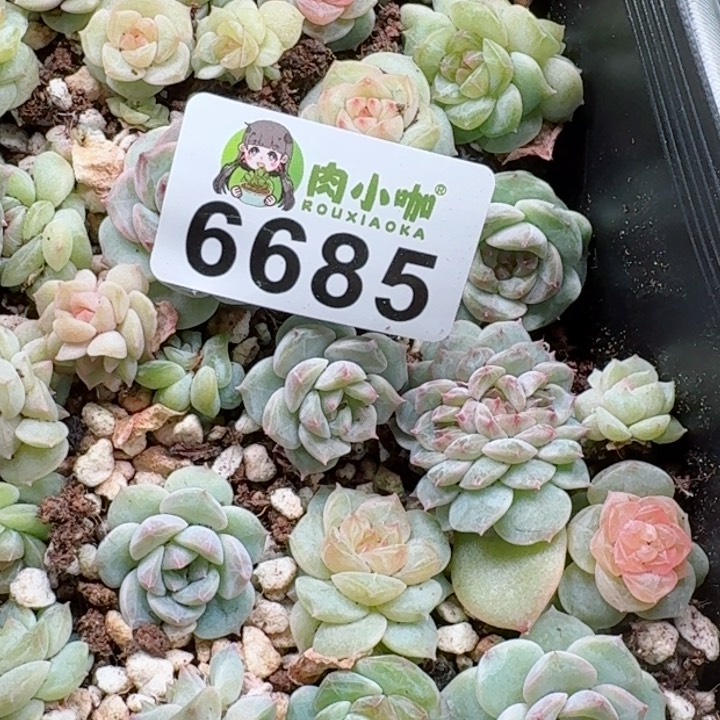 爱**过多肉植物多肉植物