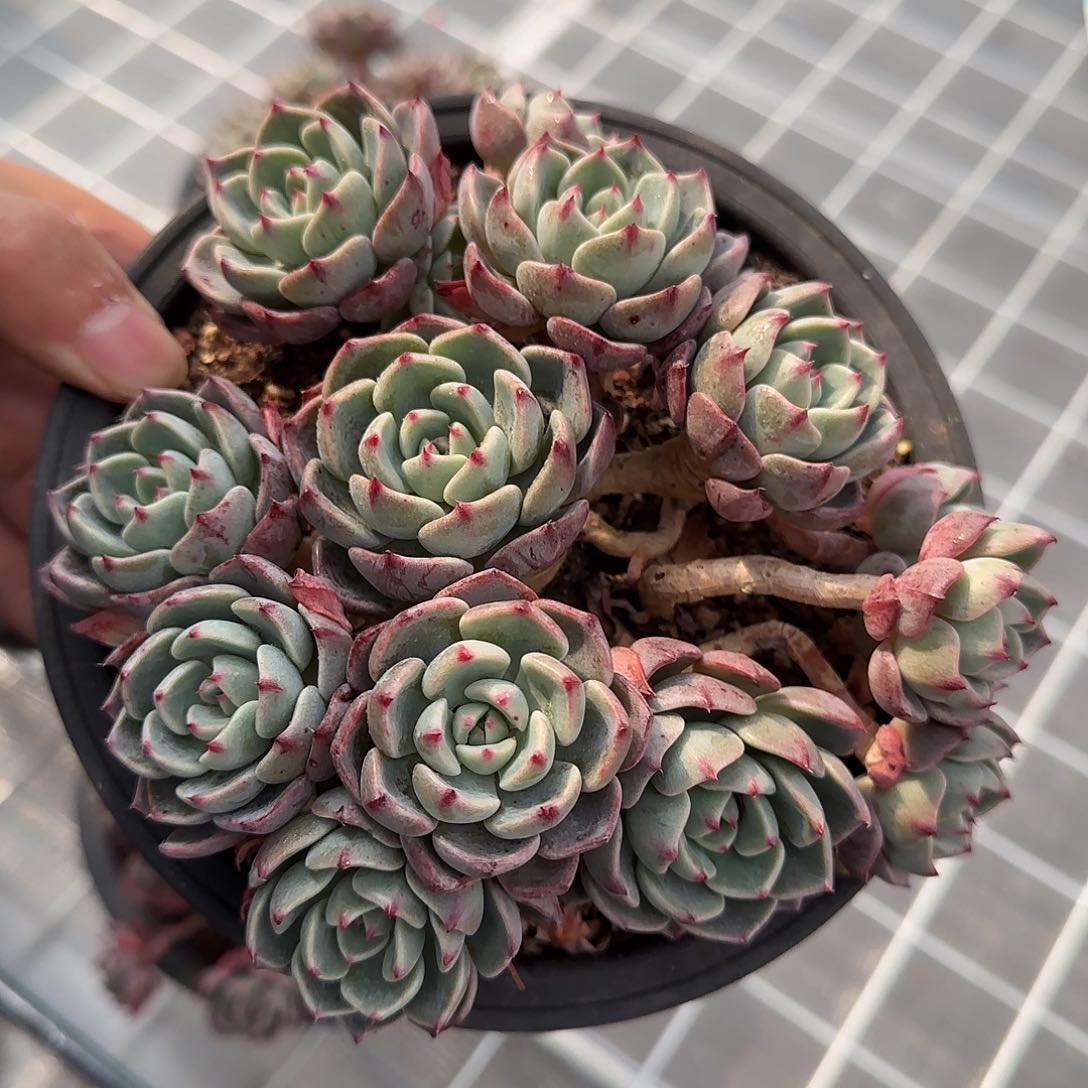 从前慢花园精选娜娜小勾