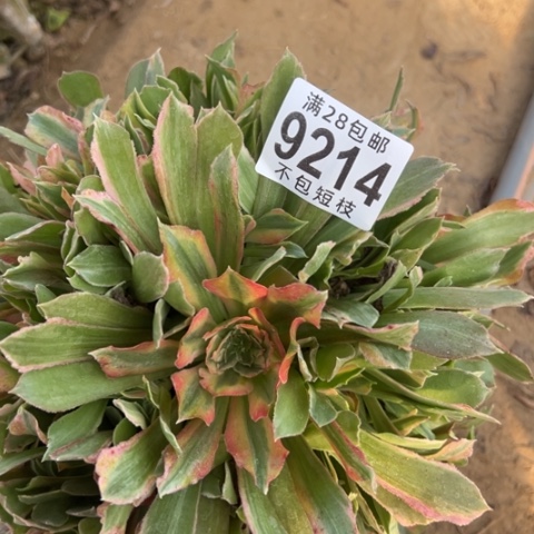 光辉多肉植物法师9214