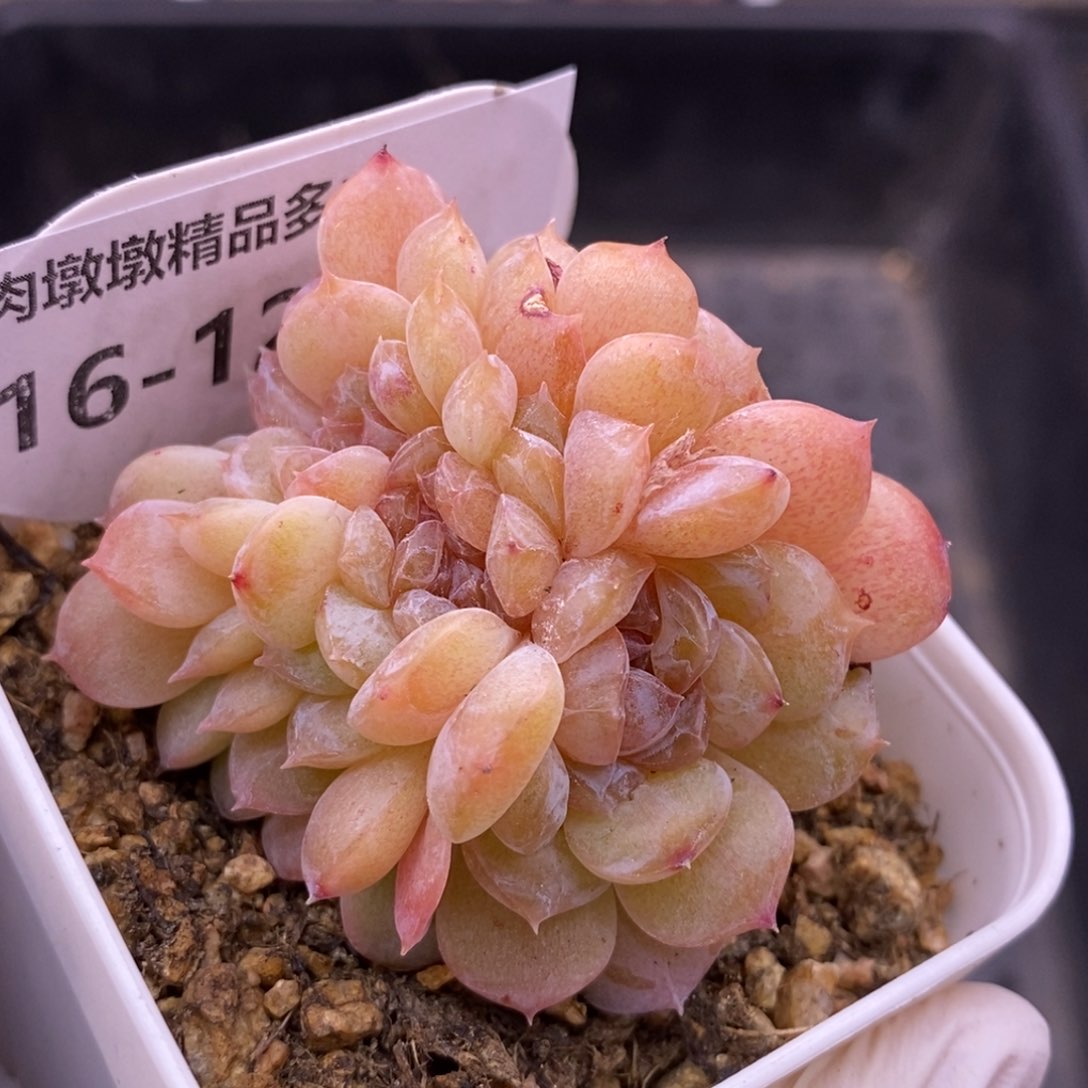 【闪购商品】16-121