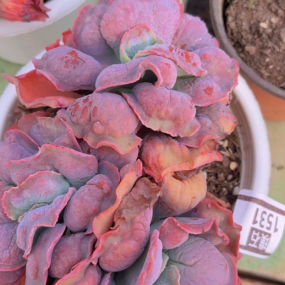 【闪购商品】男爵1531