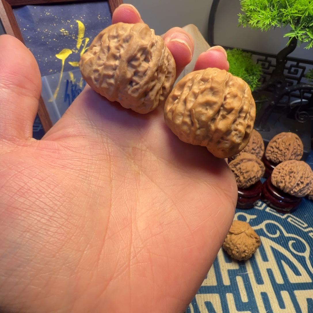 37尺白茬蛤蟆头核桃