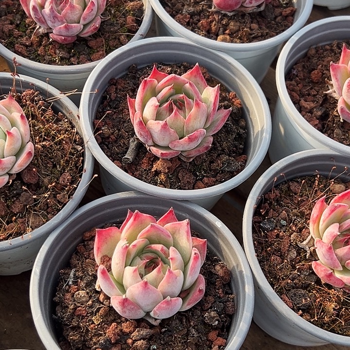 团100      小单头惊鸿