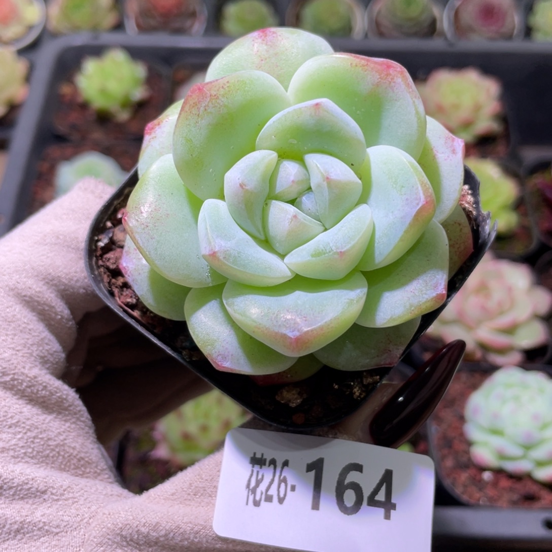 花利美26-164冰玉