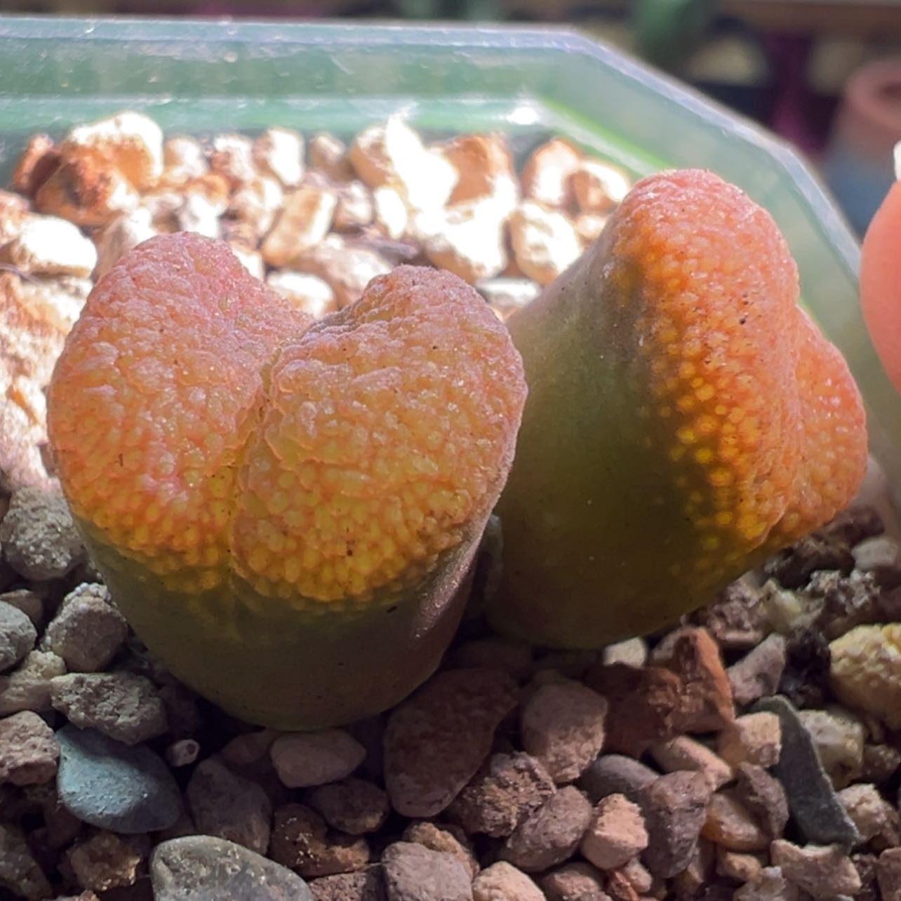 【闪购商品】日系原株