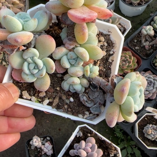 45冷香多肉植物多