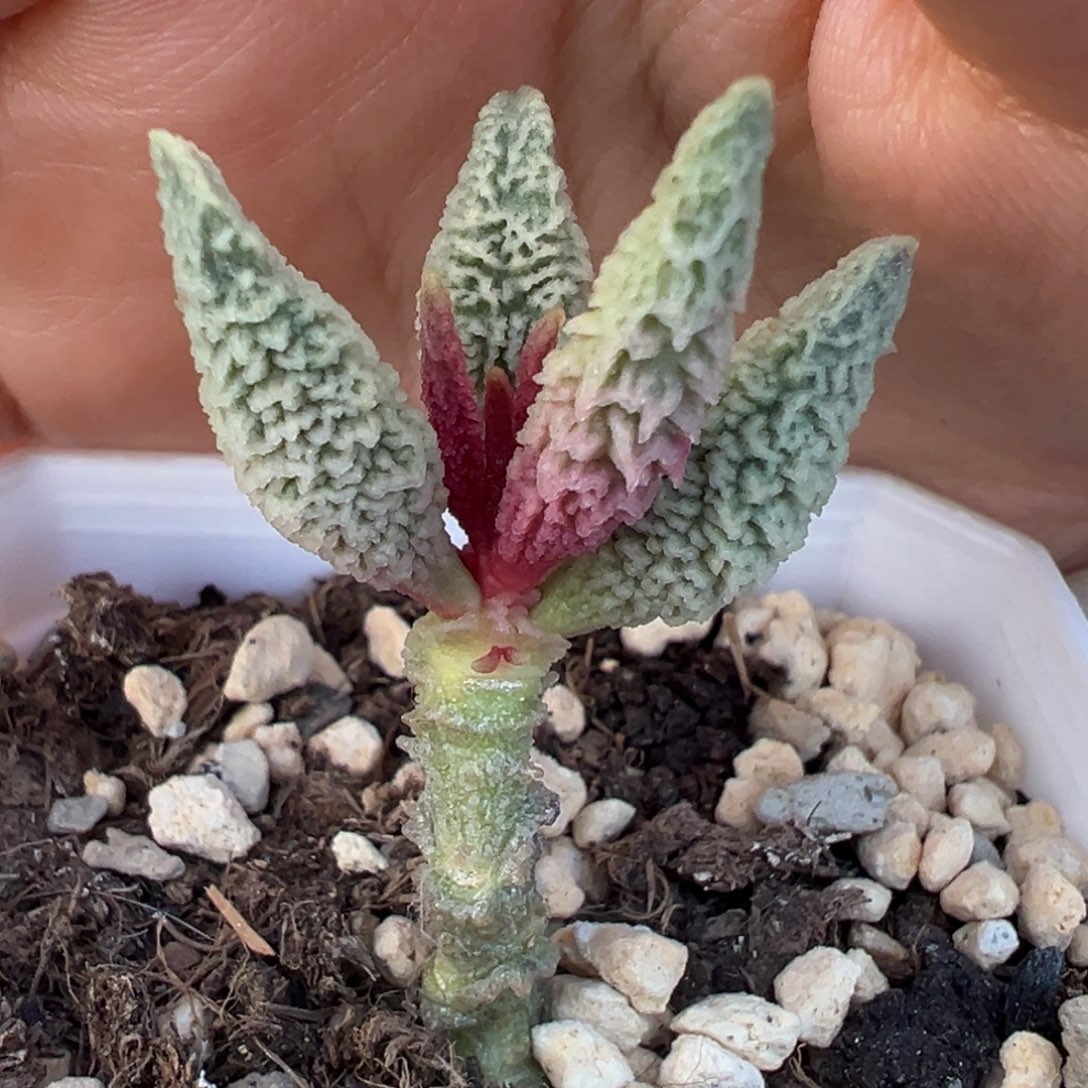 倒刺融化纹冰激凌单头纯木质桩