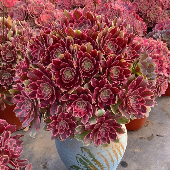 168浣纱多肉法师