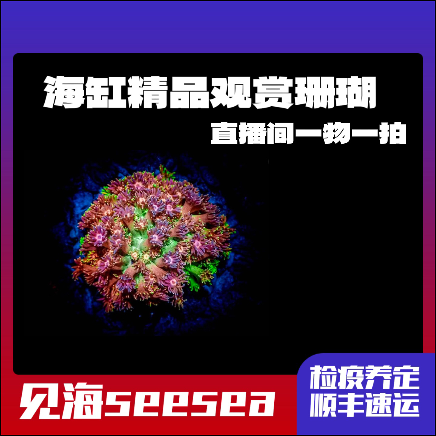 见海seesea海缸珊瑚直播间一物一拍