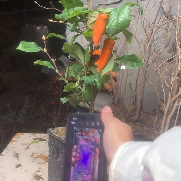 归***。无花朵老鸦梦之那