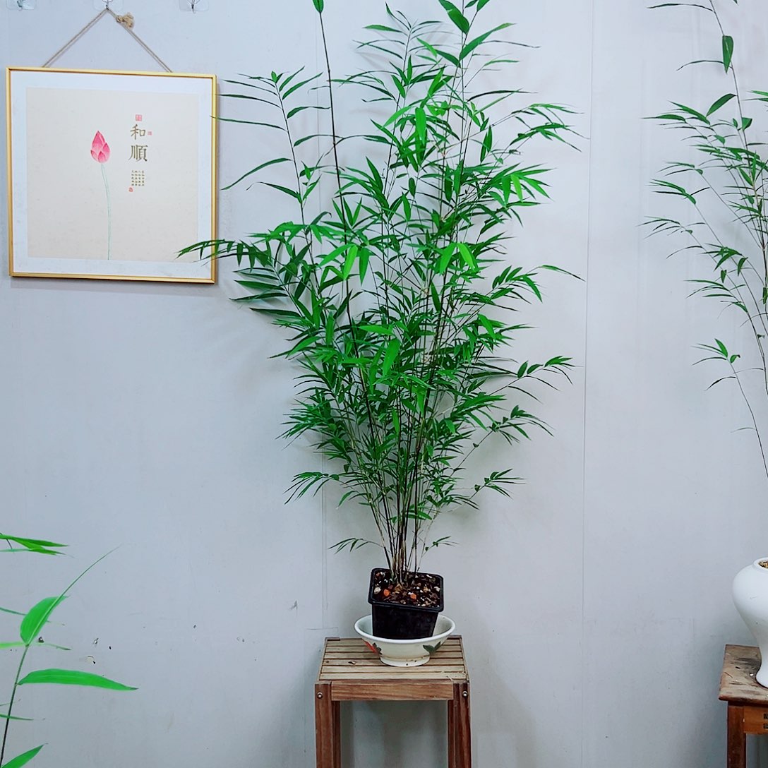 不开花植物内门竹