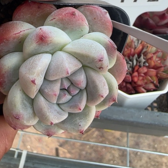 193如梦令一物一拍多肉