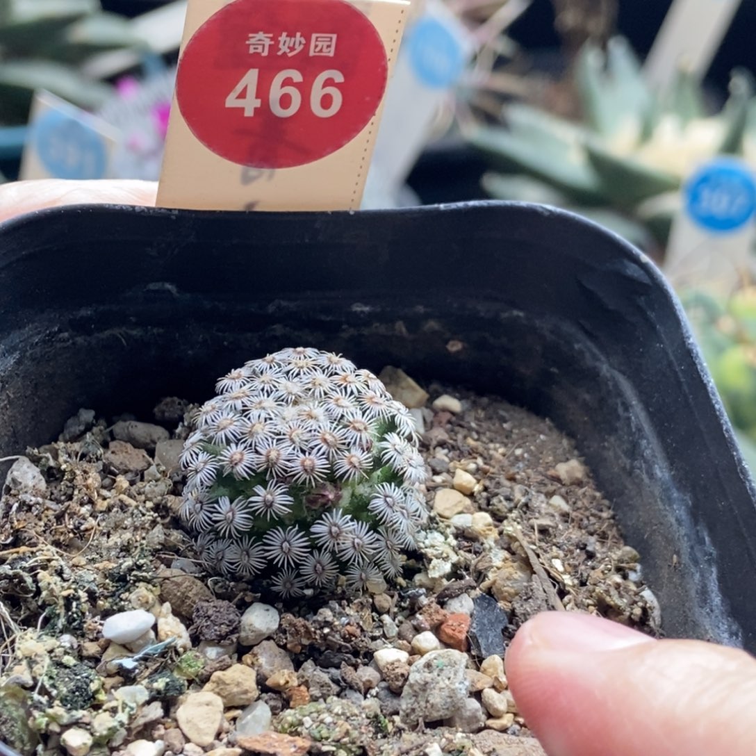 实生带花苞红花克氏丸2.3cm