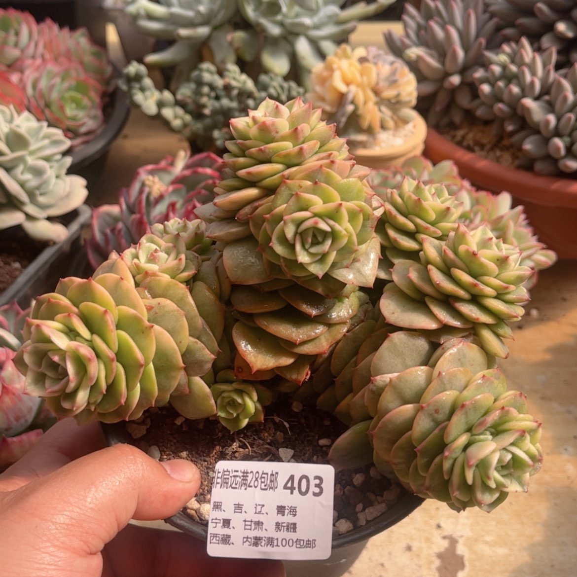 【闪购商品】403腊牡丹锦