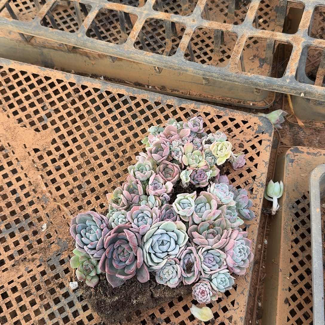 1-12糖心切糕一份量拍