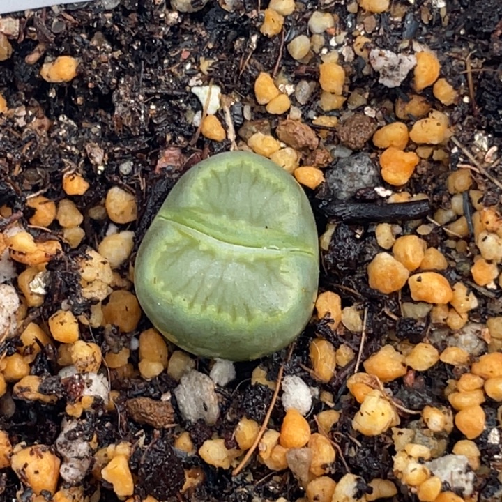 完全开放953绿菊福禄