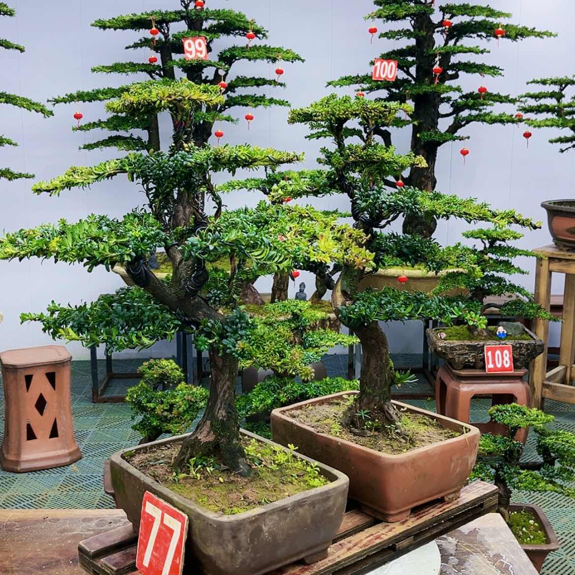 【闪购商品】罗汉松盆景艺术展