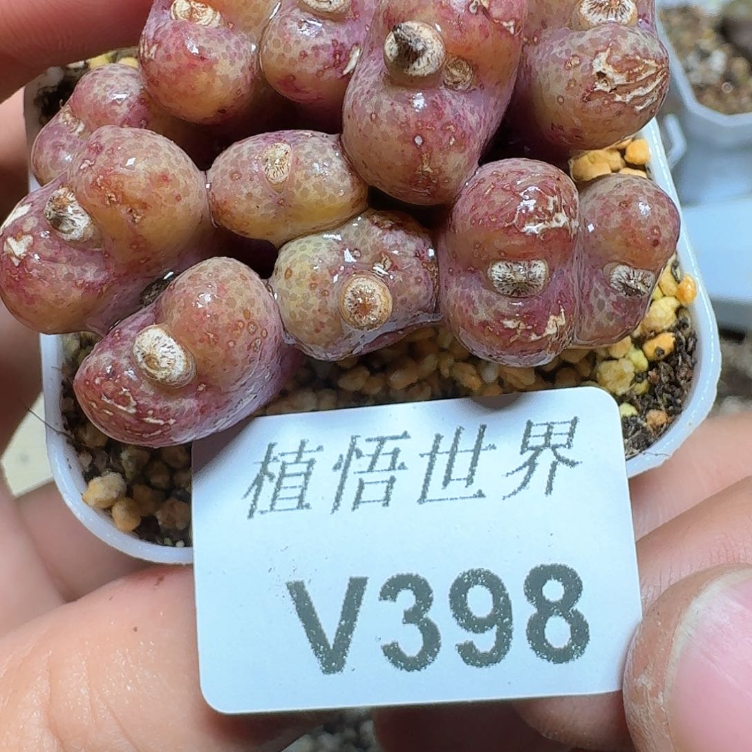 398号多肉植物哇c v