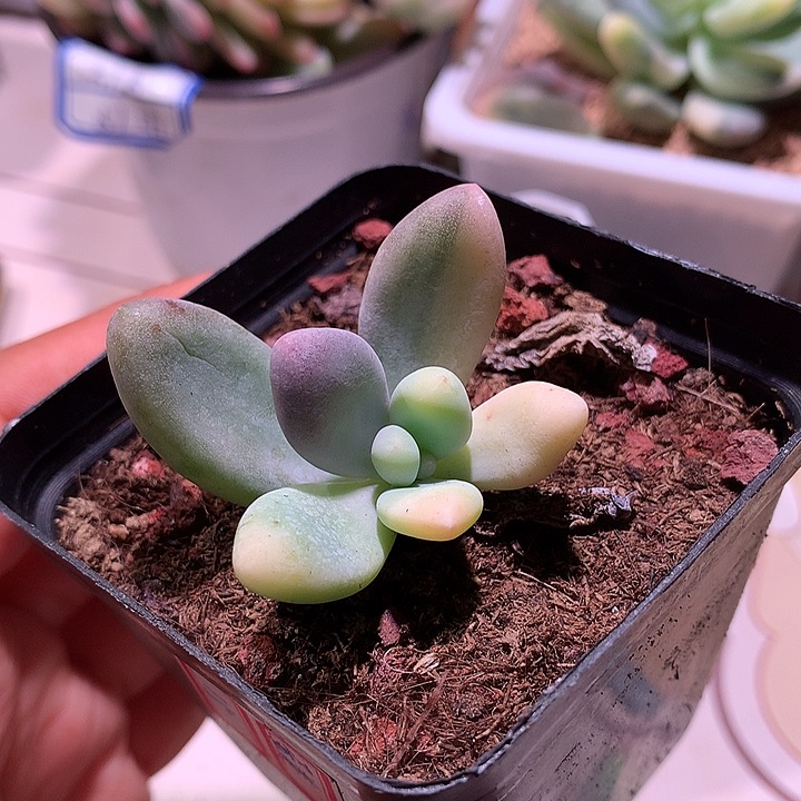 蛋黄拉丝锦锦锦锦