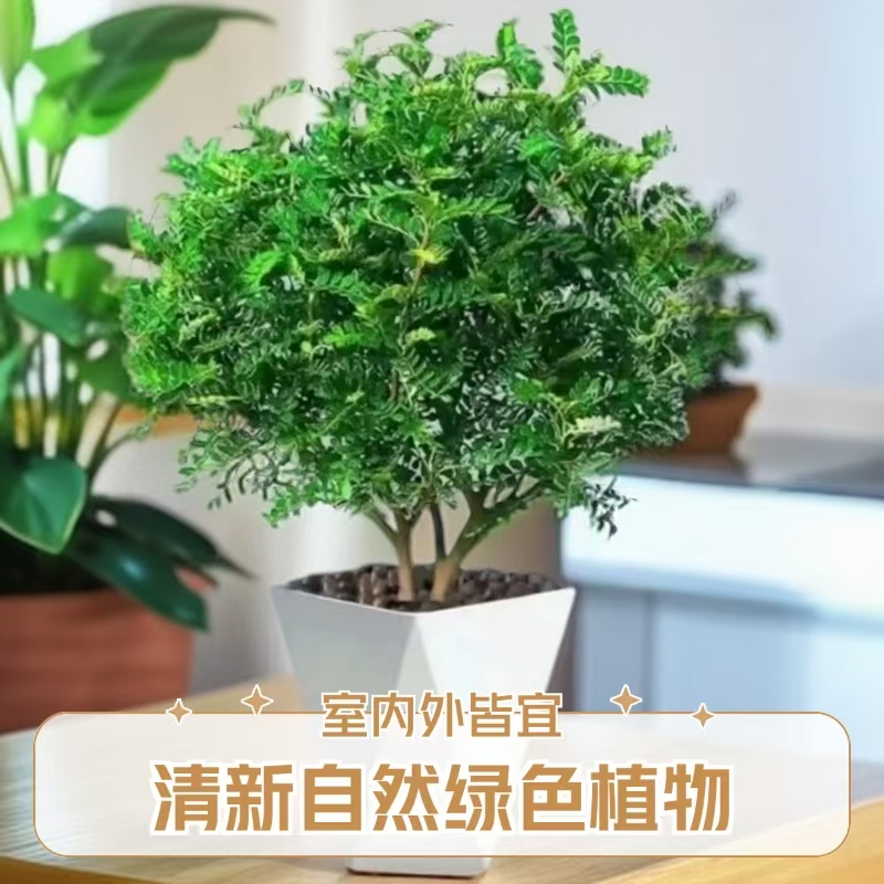 驱蚊清香木盆栽胡椒木花卉绿植四季好养净化空气送盆送肥