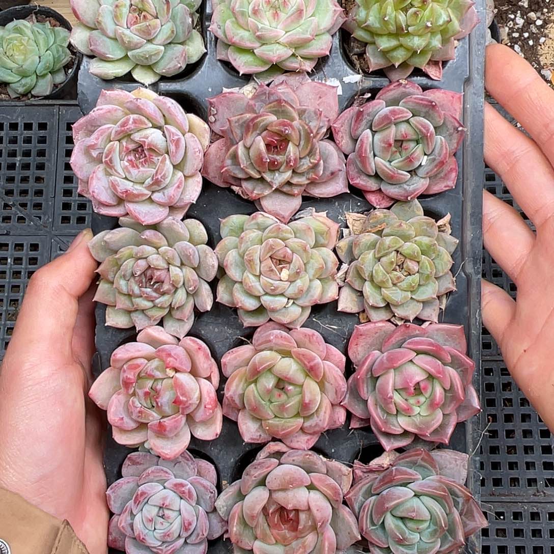 多肉一物一拍28-26