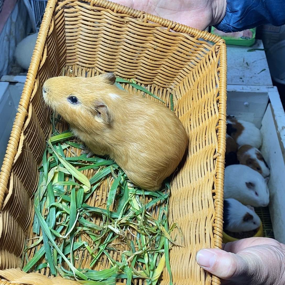 豚鼠直播间选好了，大