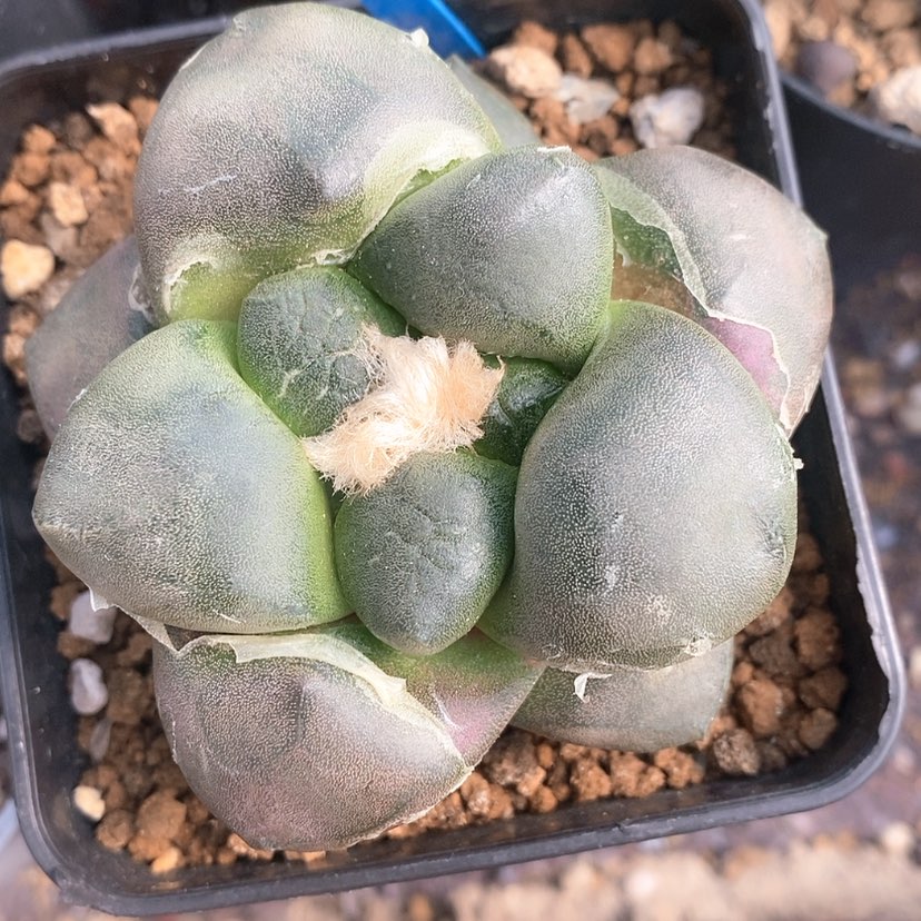 【闪购商品】实生光面连山